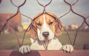 Tierphobien mit der Unterstützung von Angstfreier leben überwinden und das Gefühl von Sicherheit und Gelassenheit zurückgewinnen Ein Beagle (Hund) schaut durch einen Zaun durch. Er steht hinter dem Zaun, hat seine Pfoten auf die Zaunlatte gelegt. Er schaut ruhig und freundlich.