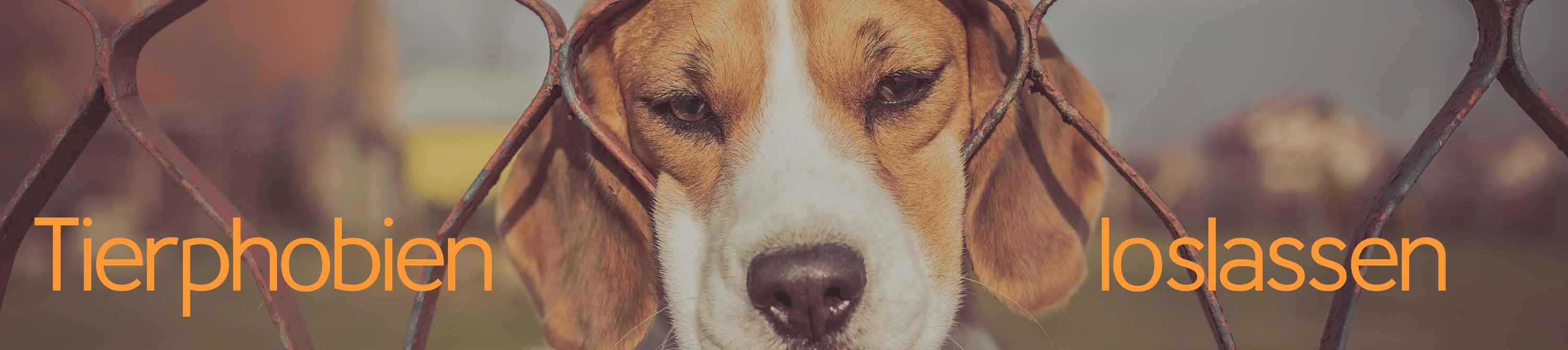 Angstfreier leben. Lösungsorientierte Kurzzeittherapie, Therapie und Coaching. Praxis für Angststörungen, Phobien und Panikattacken. Reiner Müller Tierphobien loslassen. Ein süsser Hund schaut auf den Betrachter. Die meisten Ängste vor Tiere sind unbegründet, da diese oft wenig oder gar nicht gefährlich sind.